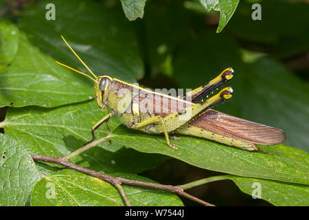 Eine obskure Vogel Grasshopper (schistocerca Obscura) Sitzstangen auf ein Blatt. Stockfoto