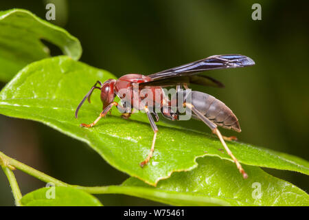 Eine weibliche Paper Wasp (feldwespe metricus), auch bekannt als metrische Paper Wasp, Sitzstangen auf ein Blatt. Stockfoto