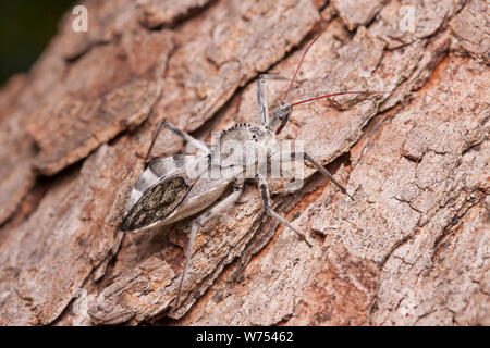 Ein Rad Bug (Arilus cristatus) sucht nach Beute auf der Seite eines Walnussbaumes. Stockfoto