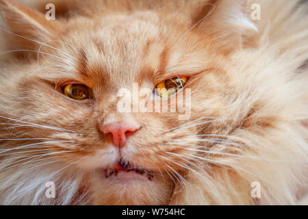 Extreme Nahaufnahme von Ginger cat face mit gelben Augen wütend Stockfoto