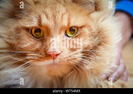 Porträt einer ernsten Ingwer Katze mit weit offenen Augen Stockfoto