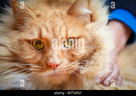 Person, die große Ginger cat-close-up Stockfoto