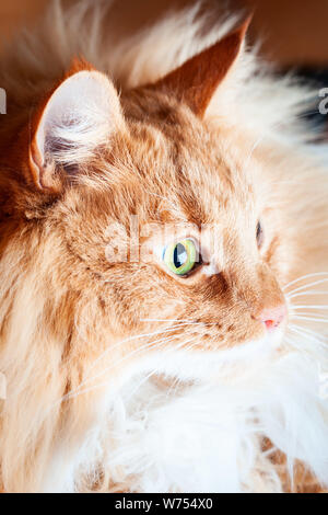 Ginger cat in das Licht schauen - Seitenansicht Stockfoto
