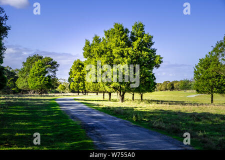 Schöne Bäume und grüne Gras in Cranbourne, Victoria, Australien Stockfoto