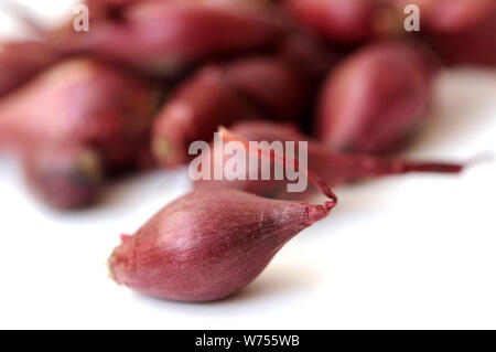 Viele kleine Zwiebel Einpflanzen bereit Stockfoto