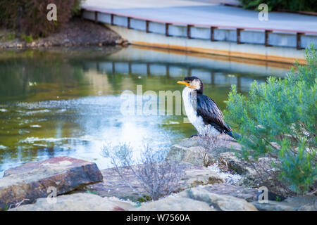 Wenig Pied Cormorant - gemeinsame Australische wasservogelabkommens Stockfoto