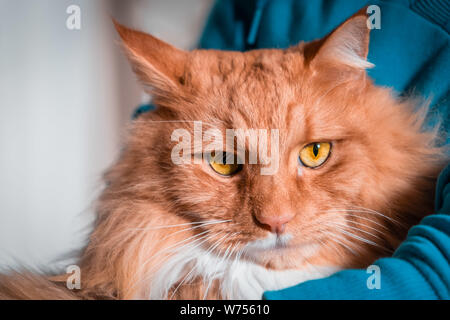 Person, die Ginger cat - Closeup Portrait Stockfoto