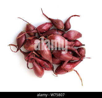 Viele kleine Zwiebel Einpflanzen bereit Stockfoto