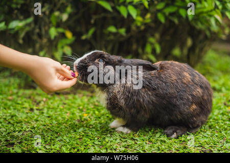 Hände Feed das Kaninchen. Kosmetik Test auf Kaninchen Tier. Cruelty Free und Tierquälerei Konzept stoppen Stockfoto