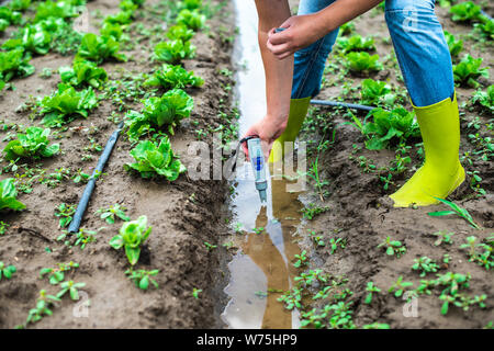 Frau mesures Bewässerung mit digitalen PH-Meter in das Wasser im Kanal. Kopfsalat Pflanzen. Stockfoto