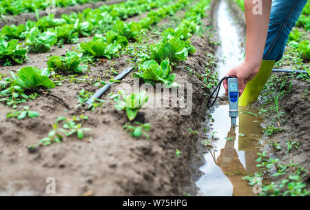 Frau mesures Bewässerung mit digitalen PH-Meter in das Wasser im Kanal. Kopfsalat Pflanzen. Stockfoto