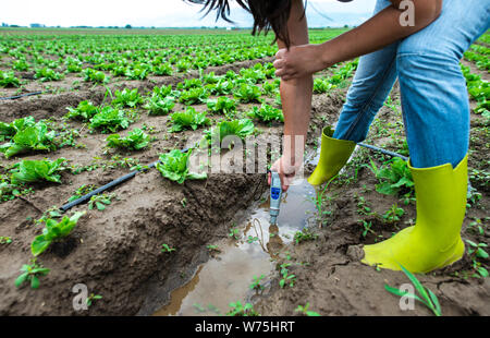 Frau mesures Bewässerung mit digitalen PH-Meter in das Wasser im Kanal. Kopfsalat Pflanzen. Stockfoto