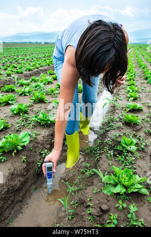 Frau mesures Bewässerung mit digitalen PH-Meter in das Wasser im Kanal. Kopfsalat Pflanzen. Stockfoto