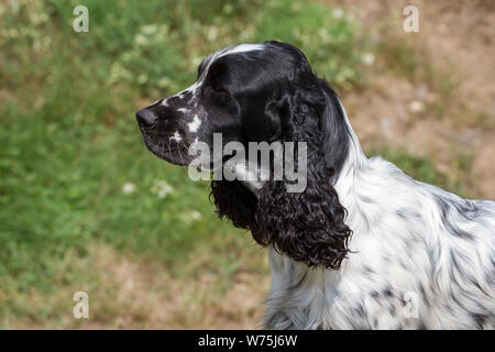 English Springer Spaniel, Porträt Stockfoto