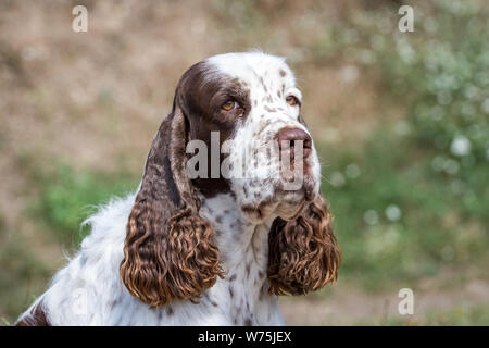 English Springer Spaniel, Leiter portrait Stockfoto