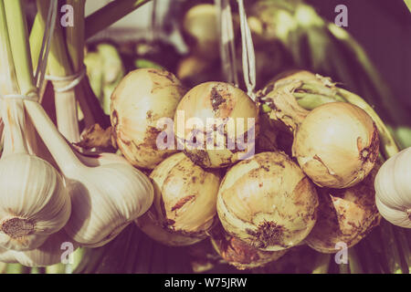 Hängende Knoblauch und Zwiebel Bundles, trocknen Gewürze und Bio Gemüse im ökologischen Landbau von lokalen Bauern geerntet Stockfoto