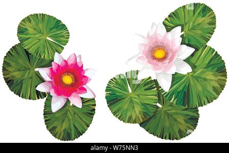 Red lotus Lilie blüht auf weißem Hintergrund mit Blättern, Natur Hintergrund Stock Vektor