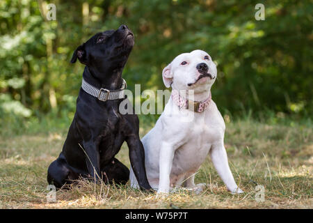 Zwei Staffordshire Bull Terrier Freunde, Schwarz und Weiß Stockfoto