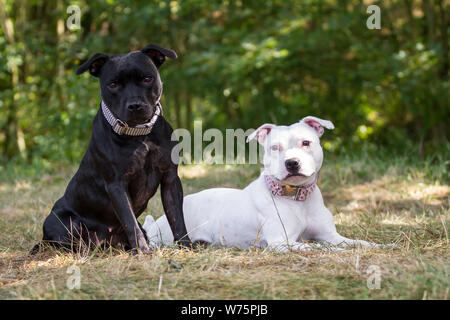 Zwei Staffordshire Bull Terrier Freunde, Schwarz und Weiß Stockfoto