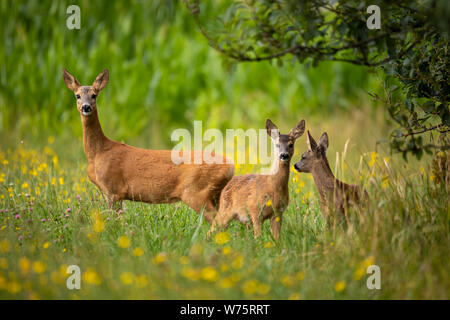 Zeile Rotwild Familie auf der Wiese mit Bäumen, Tschechische wildlife Stockfoto