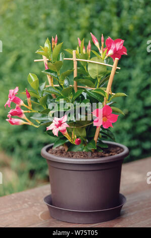 Blühende rote Mandevilla rose Dipladenia im Sommer Garten. Tropische und subtropische blühenden Reben Familie Apocynaceae mit Common Name rocktrumpet Stockfoto