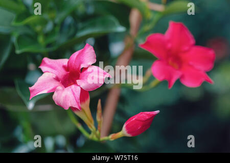 Blühende rote Mandevilla rose Dipladenia im Sommer Garten. Tropische und subtropische blühenden Reben Familie Apocynaceae mit Common Name rocktrumpet Stockfoto