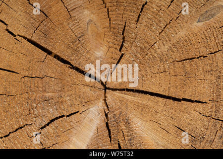 Fichte Holz Baum-ringe Textur. Querschnitt der Amtsleitung, die Baum-ringe Fichte Stockfoto