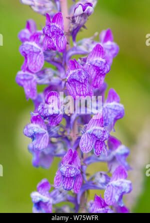 Eine Makroaufnahme einer purpurroten toadflax blühen. Stockfoto