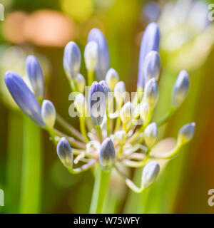 Eine Makroaufnahme von einigen Agapanthus Blütenknospen. Stockfoto