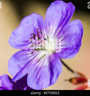 Eine Makroaufnahme eines Geranium rozanne blühen. Stockfoto