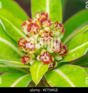 Eine Makroaufnahme der Blüte einer Honig wolfsmilch Bush. Stockfoto