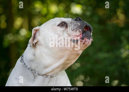 American Bulldog, bellen Stockfoto