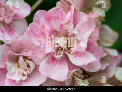 Eine Makroaufnahme von einigen pink Wild Rose blüht. Stockfoto