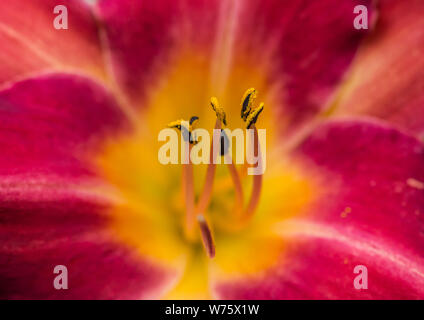 Eine Makroaufnahme eines daylily Chicago kirsche Blüte. Stockfoto