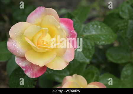 Eine Anlage mit Farbwechsel Rosen. Multicolor Rosen mit erstaunliche Kombination og rot, gelb, orange und rosa sieht aus wie helles Licht in es. Natürliche Stockfoto