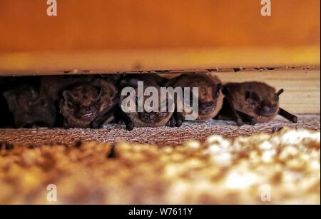 Common Pipistrelle Bat (Pipistrellus pipistrellus), Mutterschaft colonie mit Weibchen und Jungtiere unter Holzbalken von Haus, Hessen, Deutschland | Verwendung weltweit Stockfoto