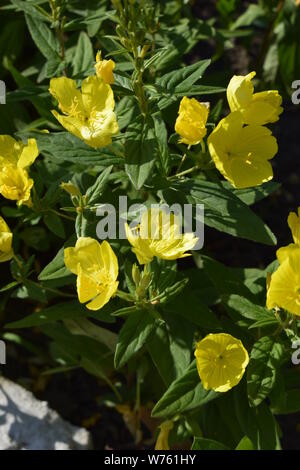 Enotera Strauchigen (Oenothera) - ein beständiger gelbe Blume im Garten, Nahaufnahme Stockfoto