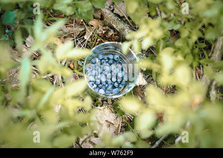 Heidelbeeren im Glas Bank auf einem natürlichen Hintergrund, Nahaufnahme. Stockfoto