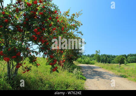 Rowan Tree am Rand der Straße in Polen Stockfoto