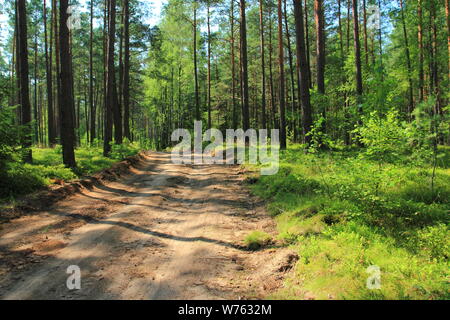 Feldweg oder Pfad durch immergrüne Nadelwald bei Sonnenaufgang Kiefer. Pinewood mit Schotten oder Schottische Kiefer Pinus sylvestris Bäume in Polen wächst. Stockfoto