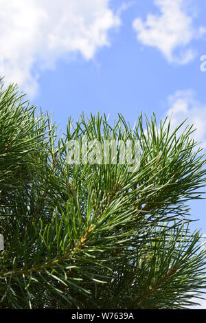 Ein Zweig der grünen Pinien mit Nadeln, an einem Sommertag, gegen den Himmel. Unscharfer Hintergrund von grünen Pinien Zweig mit langen grünen Nadeln unter blauem Himmel. F Stockfoto