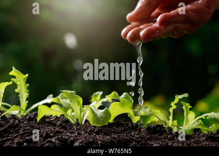 In der Nähe von Farmer Hand Bewässerung jungen Baby grüne Eiche, Salat, Stockfoto