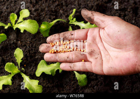 In der Nähe von Farmer Hand Pflege Baby grüne Eiche, Salat, Stockfoto
