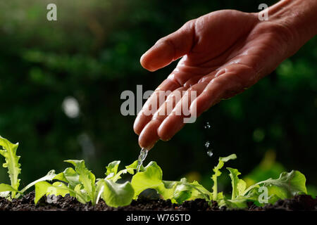 In der Nähe von Farmer Hand Bewässerung jungen Baby grüne Eiche, Salat, Stockfoto