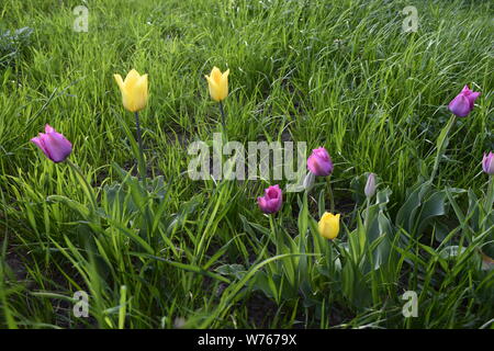 Colorful Dutch Tulips. Amazing view of colorful tulips yellow violet flowers in the garden and green grass Stockfoto