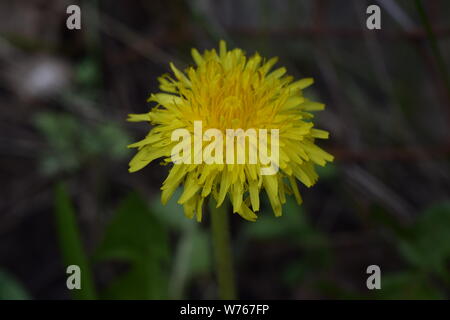 Löwenzahn im Gras. Makro Foto von einem Löwenzahn Pflanze mit einem Flauschigen gelbe Knospe. Gelber Löwenzahn Blume in der Erde wachsen. Stockfoto