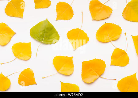 Grünes Blatt unter Gelb andere auf weißem Hintergrund gefallen Stockfoto