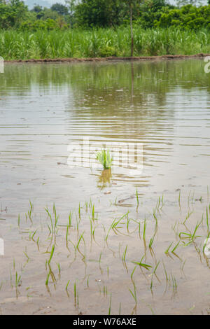 Reispflanze Sämlinge bereit, in den Reisfeldern in Indien wieder angepflanzt zu werden. Stockfoto