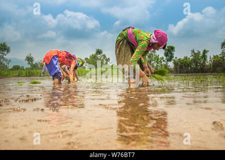 Gruppe von Bauern, die Vorbereitung auf die Transplantation von Reis Sämlinge oder junge Reispflanzen in einem Reisfeld Stockfoto