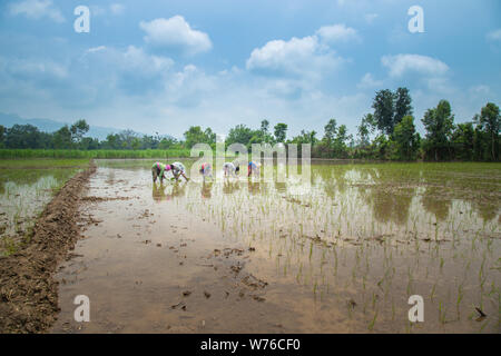 Gruppe von Bauern, die Vorbereitung auf die Transplantation von Reis Sämlinge oder junge Reispflanzen in einem Reisfeld Stockfoto